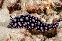 Phyllidiella pustulosa (Pustulose Phyllidia)