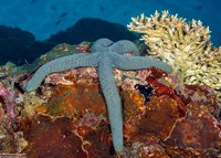 Linckia laevigata (Blue Sea Star)