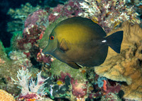 Zebrasoma scopas (Brushtail Tang)