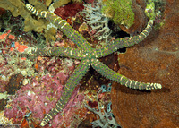Echinaster callosus (Warty Sea Star)