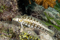 Parapercis cylindrica (Sharpnose Sandperch)