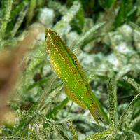 Halichoeres argus (Argus Wrasse)