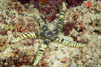 Echinaster callosus (Warty Sea Star)