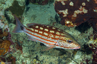 Lutjanus decussatus (Checkered Snapper)