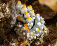 Eviota atriventris (Neon Dwarfgoby)