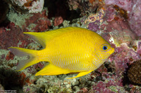 Amblyglyphidodon aureus (Golden Damsel)