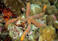 Linckia laevigata (Blue Sea Star)