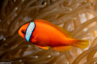 Amphiprion frenatus (Tomato Anemonefish)