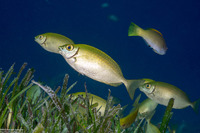 Siganus fuscescens (Mottled Rabbitfish)