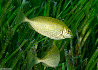 Siganus fuscescens (Mottled Rabbitfish)