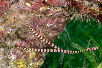 Dunckerocampus dactyliophorus (Ringed Pipefish)