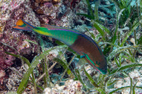 Scarus flavipectoralis (Yellowfin Parrotfish)