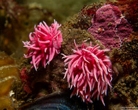 Okenia rosacea (Hopkins' Rose Nudibranch)