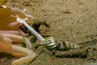 Epitonium indianorum (Money Wentletrap)