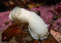 Doris odhneri (White Knight Dorid)