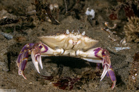 Metacarcinus gracilis (Graceful Crab)