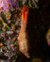 Cucumaria miniata (Orange Sea Cucumber)