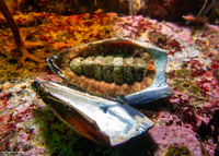 Mopalia spectabilis (Red-Flecked Mopalia)