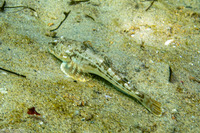 Leptocottus armatus (Pacific Staghorn Sculpin)