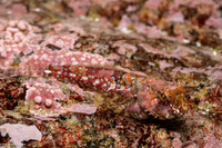 Orthonopias triacis (Snubnose Sculpin)