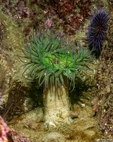 Anthopleura sola (Sunburst Anemone)