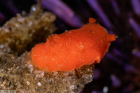 Rostanga pulchra (Red Sponge Dorid)