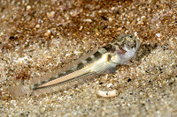 Porichthys notatus (Plainfin Midshipman)