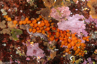 Metandrocarpa taylori (Metandrocarpa Taylori)