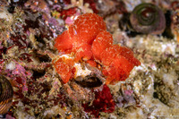 Scyra acutifrons (Sharpnose Crab)