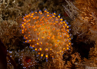 Antiopella barbarensis (Santa Barbara Janolus)