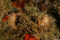 Antiopella barbarensis (Santa Barbara Janolus)