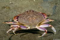 Metacarcinus gracilis (Graceful Crab)