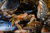 Pugettia foliata (Foliate Kelp Crab)