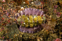 Mopalia spectabilis (Red-Flecked Mopalia)