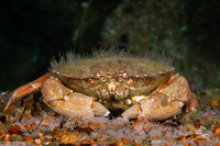 Romaleon antennarium (Pacific Rock Crab)