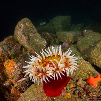 Urticina piscivora (Fish-Eating Urticina)