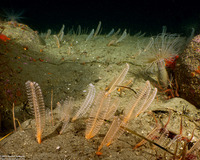 Virgularia sp.4 (Virgularia sp.4)