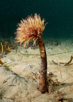Sabellidae sp.6 (Banded Feather Duster Worm)