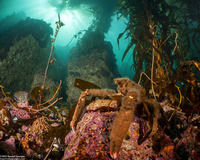 Loxorhynchus crispatus (Masking Crab)