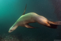 Zalophus californianus (California Sea Lion)