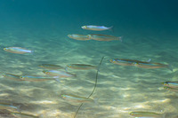 Atherinopsis californiensis (Jacksmelt)