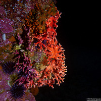 Stylaster californicus (California Hydrocoral)
