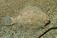Pleuronichthys coenosus (C-O Sole)