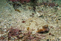 Pleuronichthys coenosus (C-O Sole)