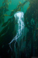 Phacellophora camtschatica (Egg-Yolk Jelly)