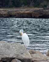 Ardea alba (Great Egret)