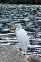 Ardea alba (Great Egret)