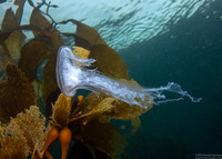 Phacellophora camtschatica (Egg-Yolk Jelly)
