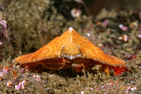 Cryptolithodes sitchensis (Umbrella Crab)