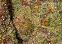 Octopus rubescens (Red Octopus)